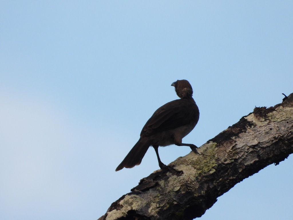 Helmeted Friarbird (Philemon buceroides)