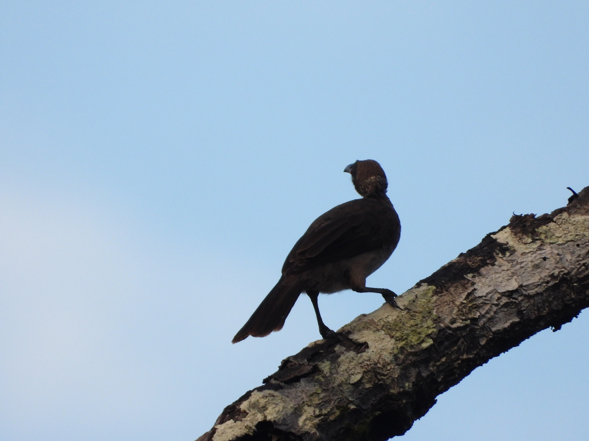 Helmeted Friarbird (Philemon buceroides), photo 6