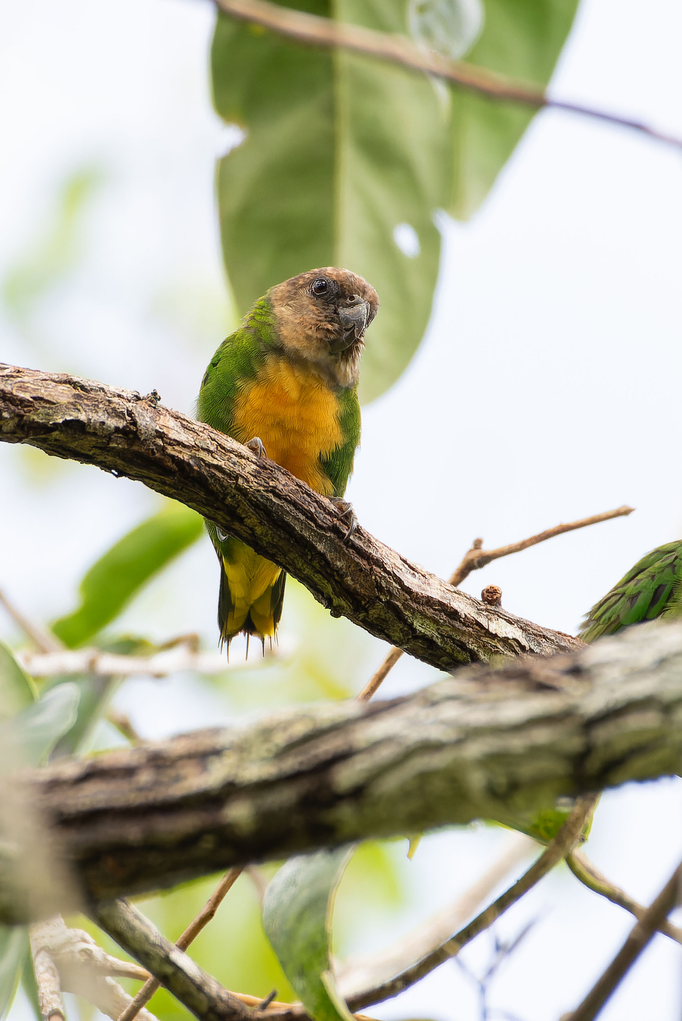 Geelvink Pygmy Parrot (Micropsitta geelvinkiana), photo 7