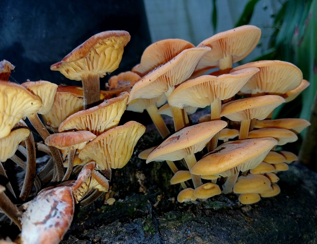 Flammulina velutipes · February 2026 · photo: © ecoman (iNaturalist, cc-by)