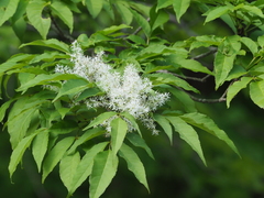 Fraxinus lanuginosa