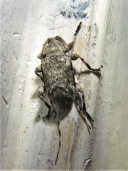 Sternidius mimeticus