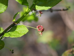 Euonymus sachalinensis