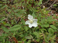 Rubus sumatranus