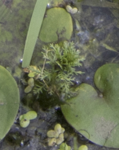 whorled water-milfoil (Myriophyllum verticillatum)