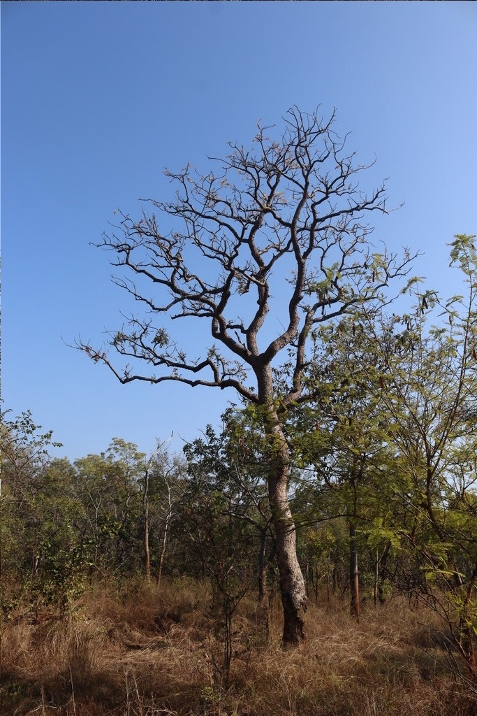Boswellia serrata Roxb. ex Colebr. 4