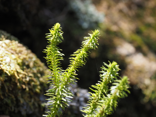 Huperzia serrata iNat (3)