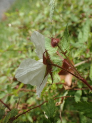 Rubus sumatranus