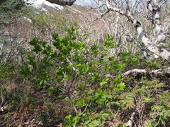 Euonymus sachalinensis