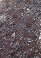 Orphniospora moriopsis