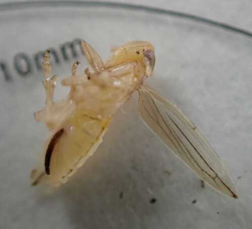 Kelisia punctulum, 2026-02-07