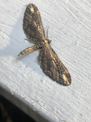 Eupithecia subapicata
