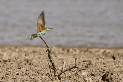 Blue-cheeked Bee-eater (Merops persicus), photo 4