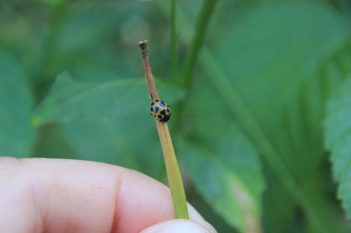 Notated Lady Beetle, 26420 Saint-Agnan-en-Vercors, France, photo 8 of 10