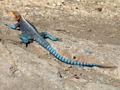 Kenyan Rock Agama photo 5