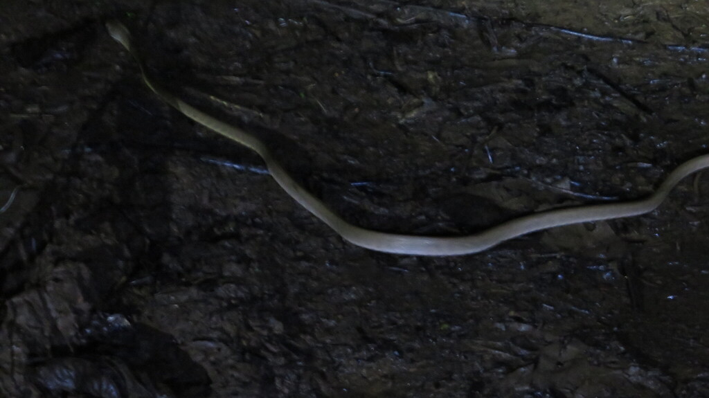 Brown Cat Snake (Boiga irregularis)