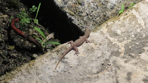 Hemidactylus frenatus