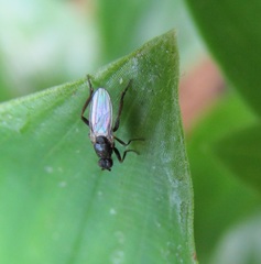 Ischiolepta pusilla