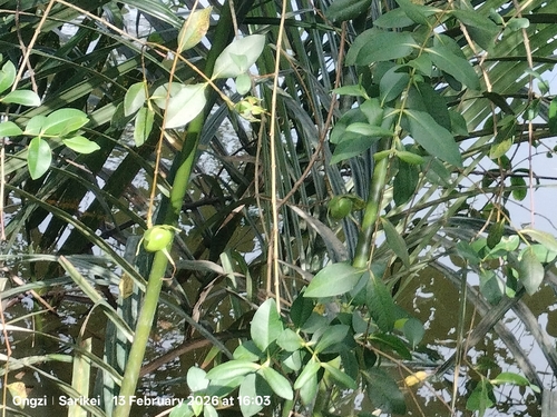 Sonneratia caseolaris, photograph 5