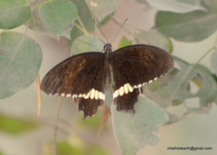 Papilio polytes