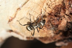 Polyrhachis cupreata
