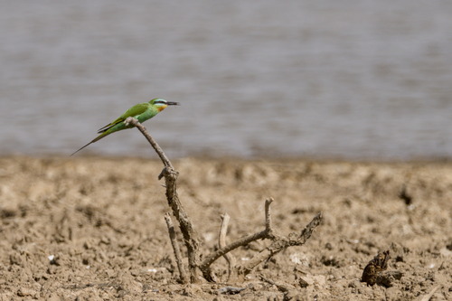 Blue-cheeked Bee-eater (Merops persicus), photo 9