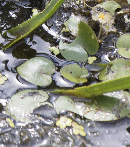 European Frog-bit (Hydrocharis morsus)