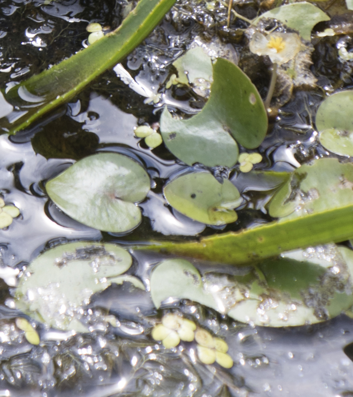 European Frog-Bit (Hydrocharis morsus)