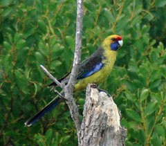 Platycercus caledonicus