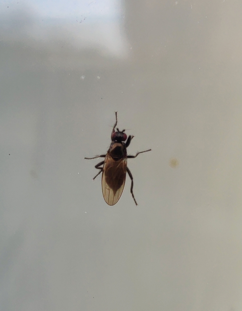 Crumomyia gelida
