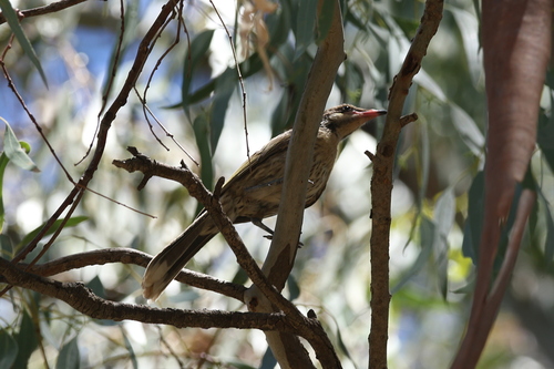 Acanthagenys rufogularis