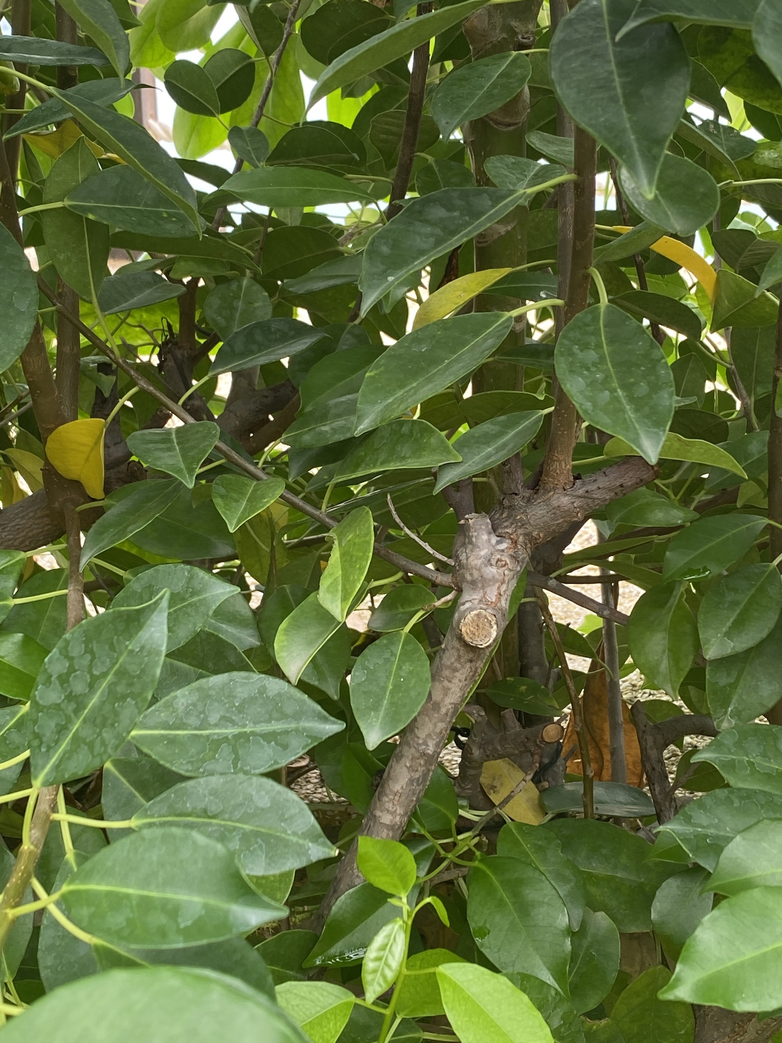Excoecaria agallocha — ảnh 3