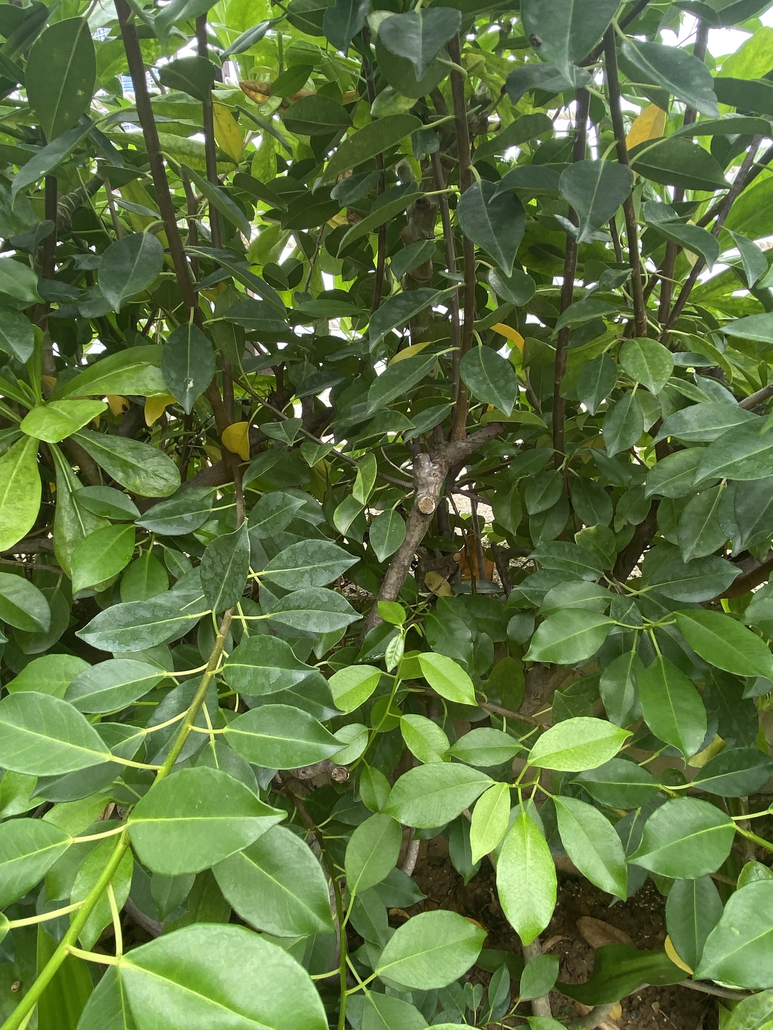 Excoecaria agallocha — ảnh 2