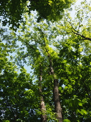 Fraxinus mandshurica