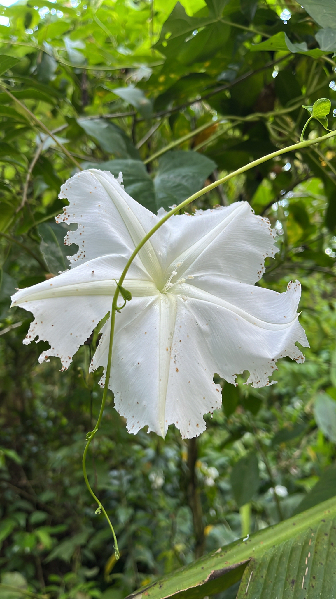 Ipomoea alba