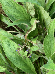 Pentaglottis sempervirens