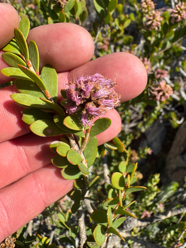 Melaleuca nesophila