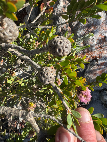 Melaleuca nesophila