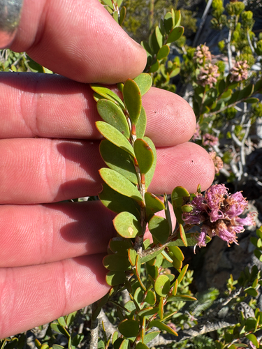 Melaleuca nesophila