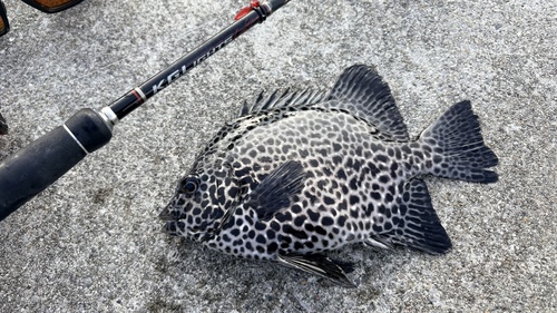 Spotted knifejaw (Oplegnathus punctatus) — Oplegnathidae — 2