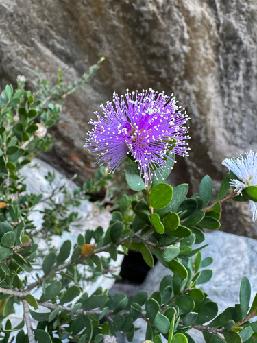 Melaleuca nesophila (Melaleuca nesophila)