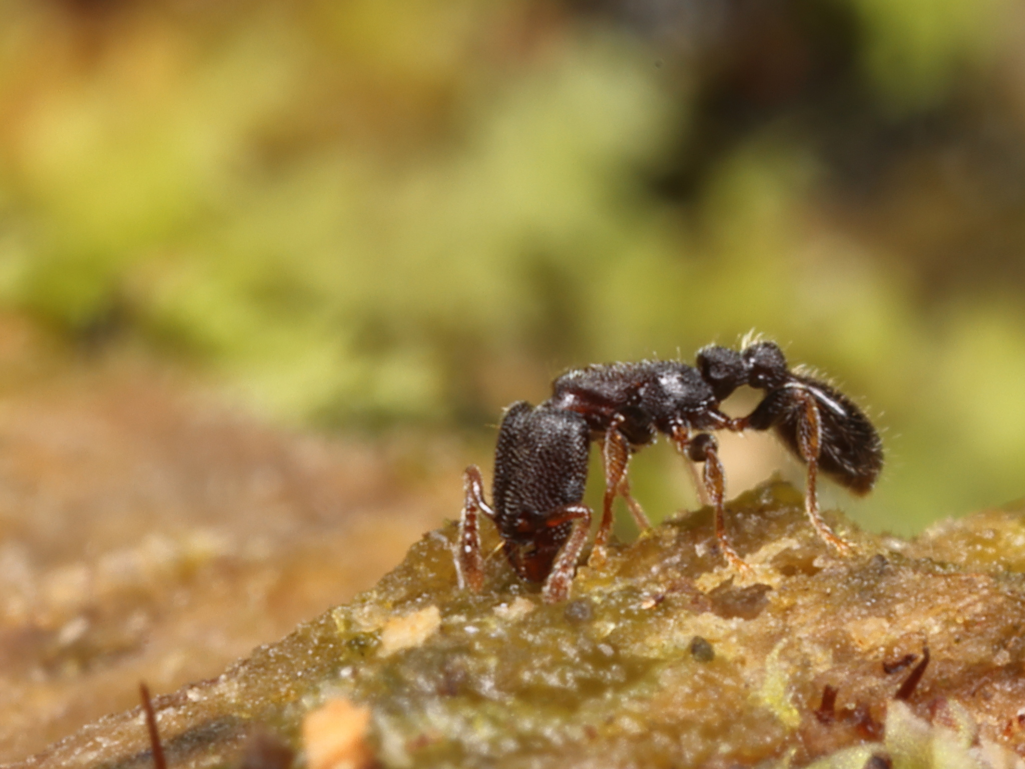 Vollenhovia