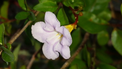 Mostuea brunonis