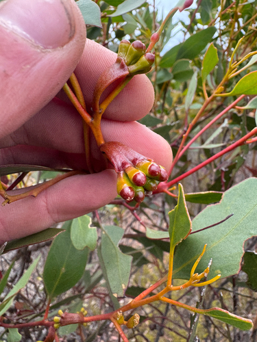 Eucalyptus proxima, photograph 6