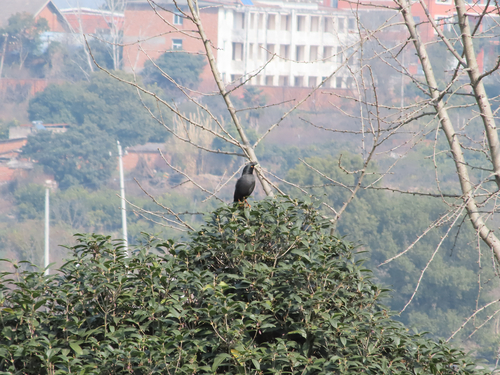 Crested Myna