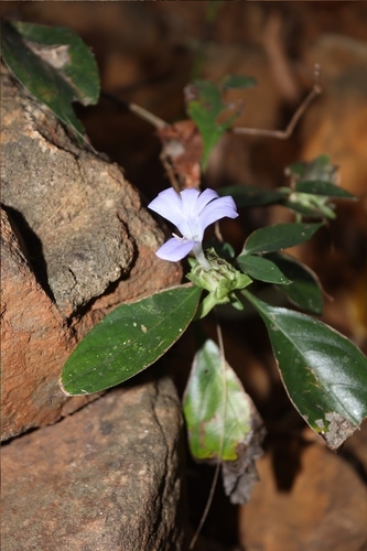 Barleria strigosa, photograph 5
