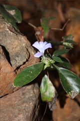 (c) Vikas D Prasad, some rights reserved (CC BY-SA) Barleria strigosa, photograph (c) Vikas D Prasad, some rights reserved (CC BY-SA)