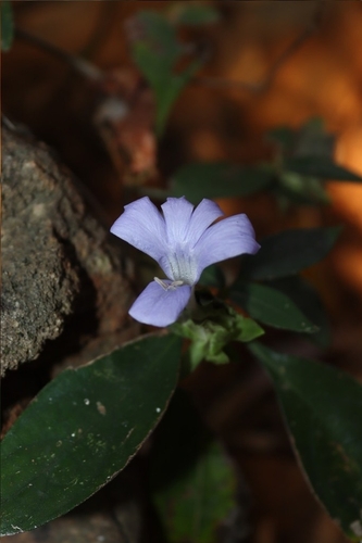 Barleria strigosa, photograph 6