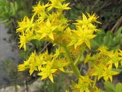 Sedum dendroideum