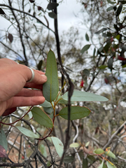 (c) Tyler Anthony, some rights reserved (CC BY) Eucalyptus forrestiana, photograph (c) Tyler Anthony, some rights reserved (CC BY)